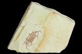 Miocene Pea Crab (Pinnixa) Fossil - California #177032-1